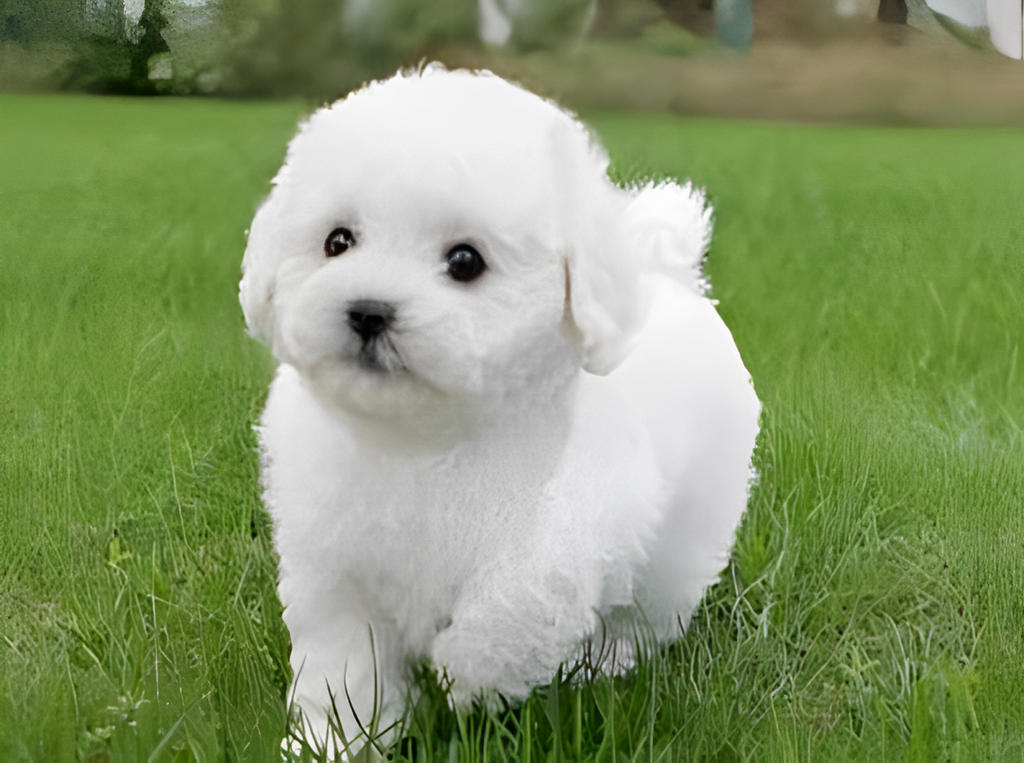 Realistic Plush Teddy Dog – Lucky Soft Cuddly Kids & Collectors